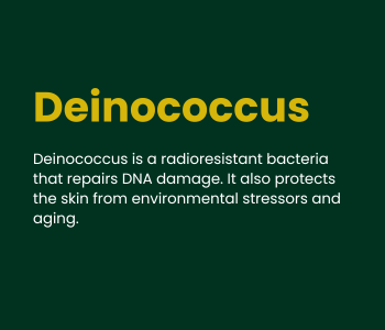 Deinococcus (4)